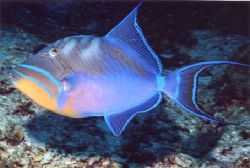 Queen Trigger Fish shot in Cozumel. by David Spiel 